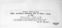 Melampsorella elatina image
